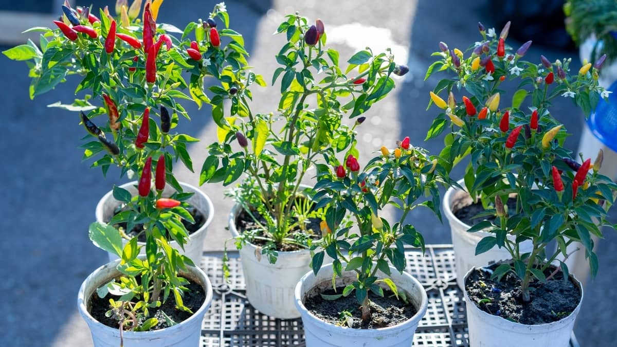 Best Hot Peppers To Grow Indoors