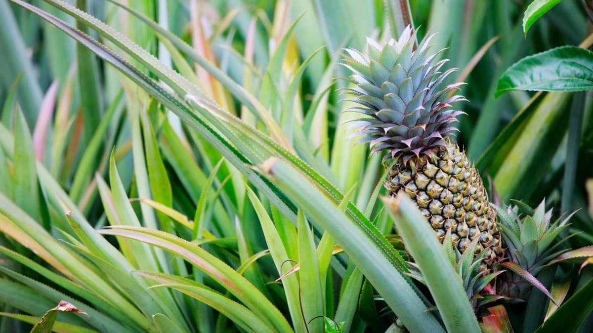 Can I Grow A Pineapple Indoors