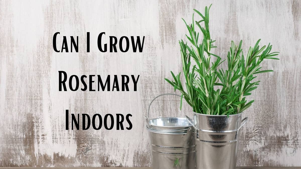 Can I Grow Rosemary Indoors