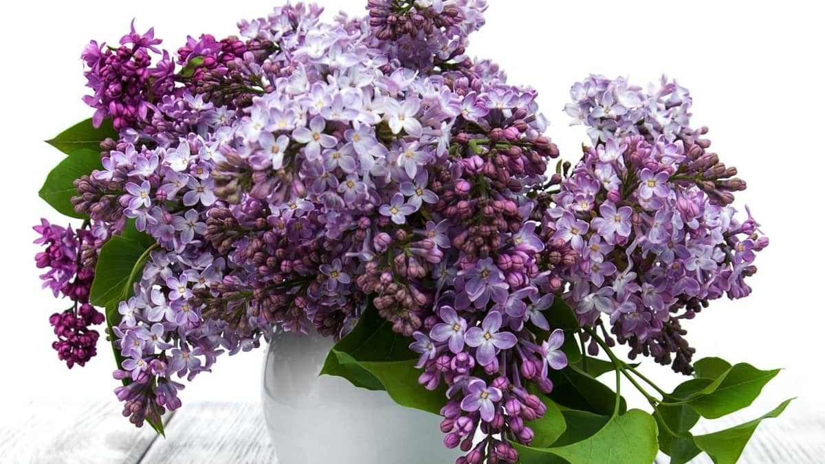 Can You Grow Lilac Indoors