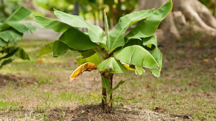  Can you eat bananas from a dwarf banana tree