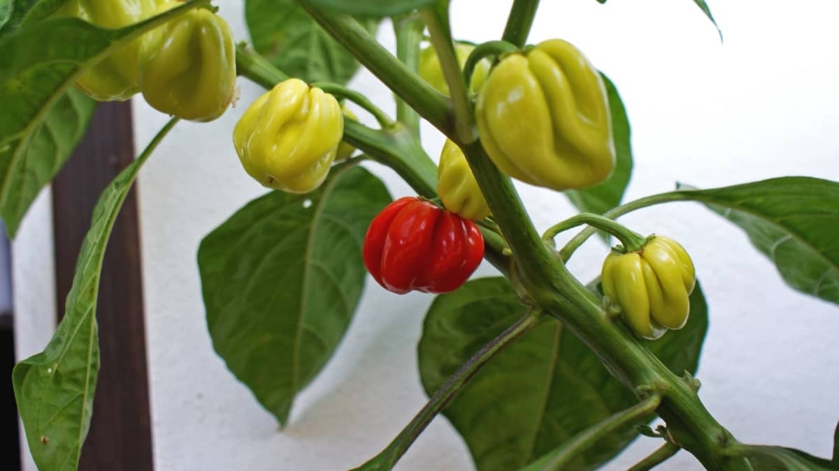 Can you grow habanero peppers indoors