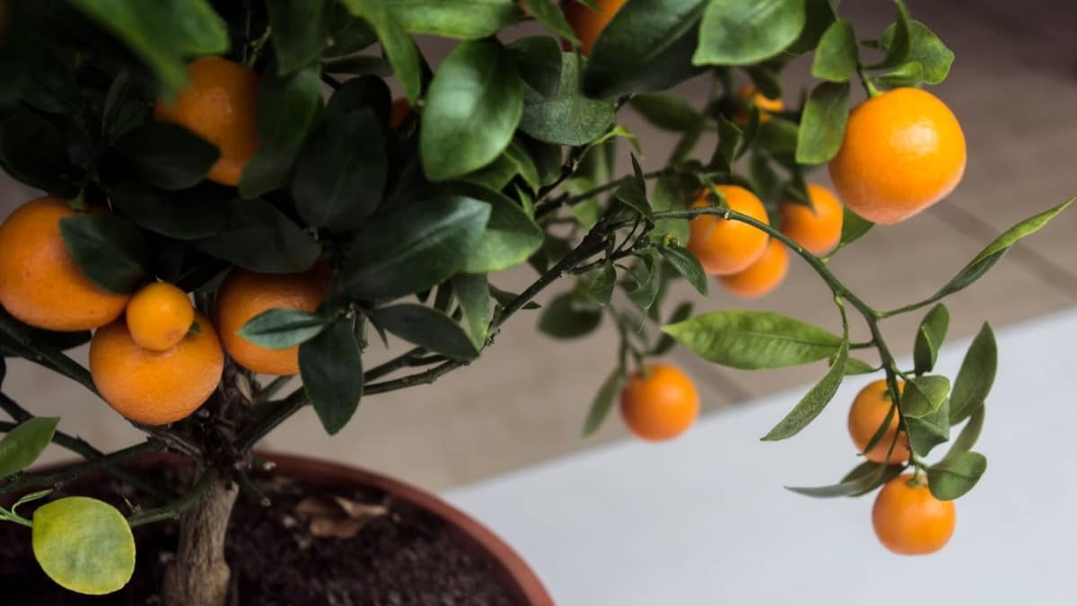 Easiest Fruit Tree To Grow Indoors