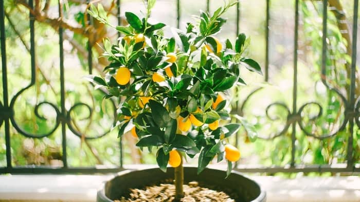  Easiest Fruit Tree to Grow Indoors