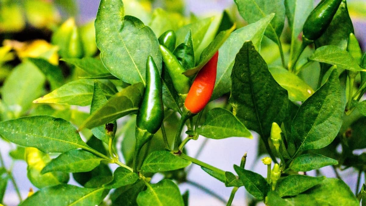 Grow Cayenne Pepper Indoors