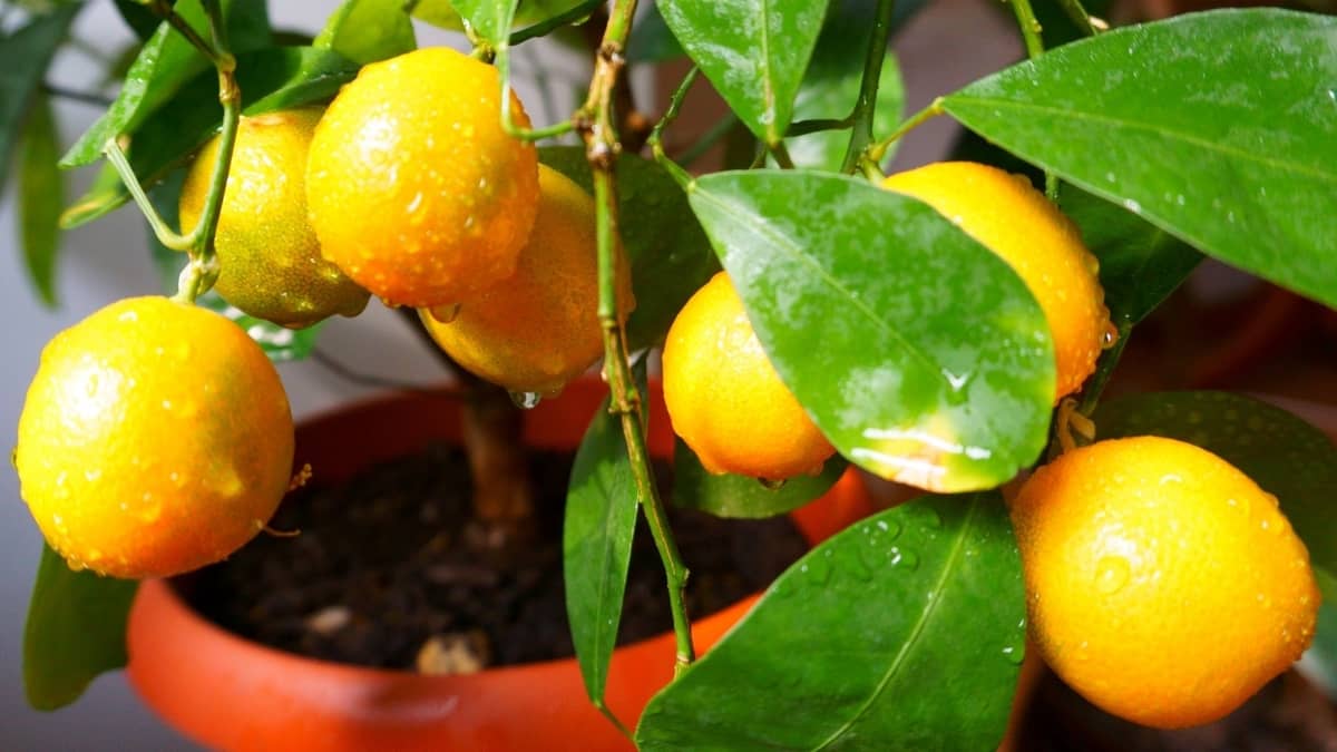 Grow Mandarin Orange Tree Indoors
