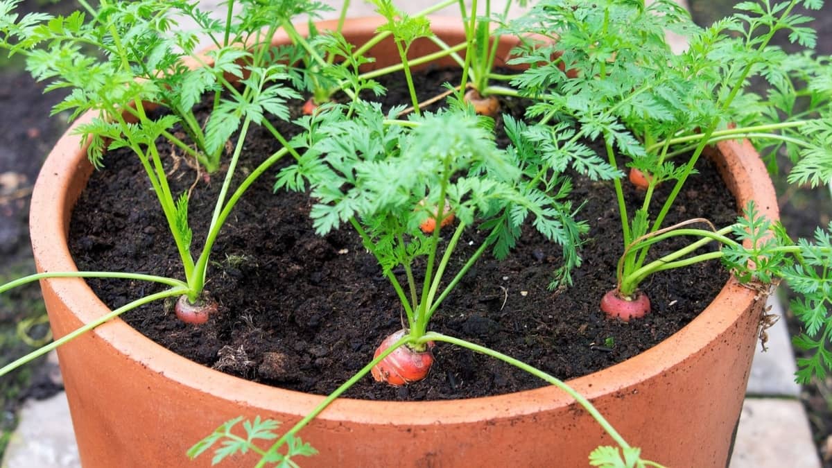 Grow carrots indoors in winter