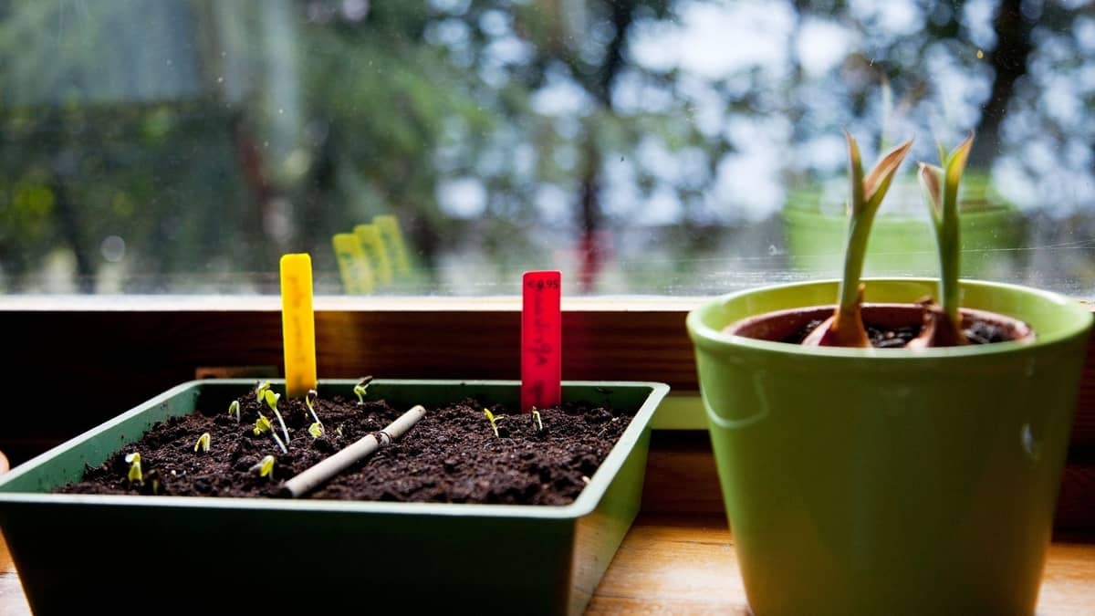 Growing Vegetable Plants From Seeds Indoors