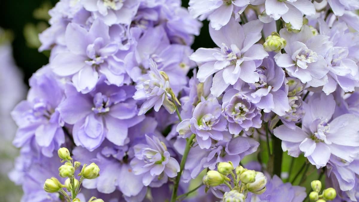 How To Grow Delphinium From Seeds Indoors
