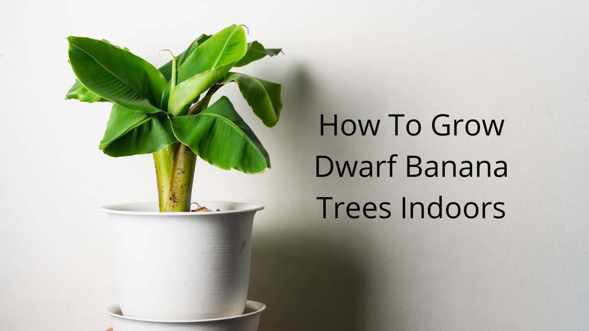 How To Grow Dwarf Banana Trees Indoors