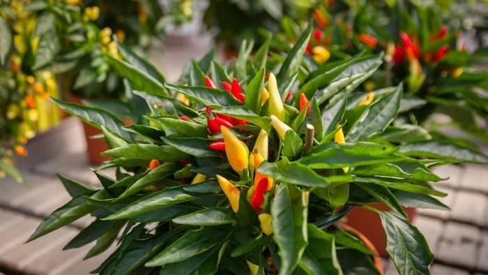  How do you care for an ornamental pepper plant indoors