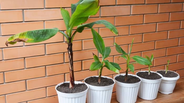  How tall will a banana tree grow indoors