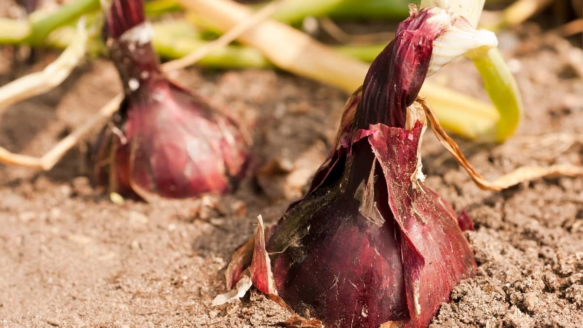 How to grow red onions indoors