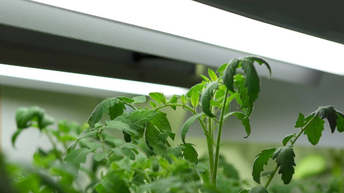 Light Bulbs For Growing Vegetables Indoors