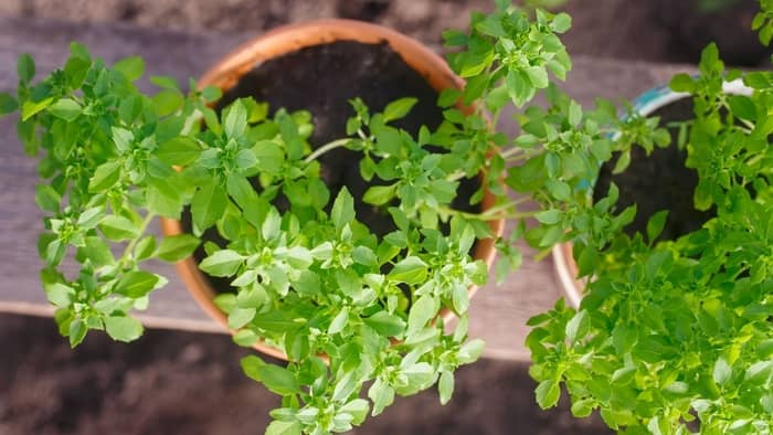  What are the fastest growing herbs