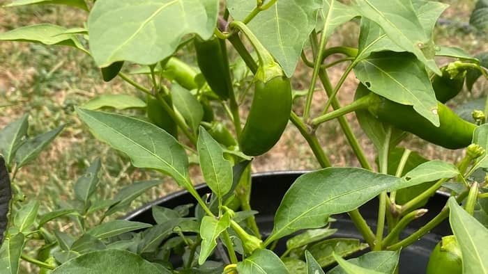  What do you need to grow hot peppers indoors