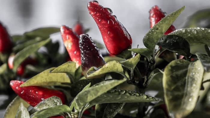  Which hot pepper is the easiest to grow