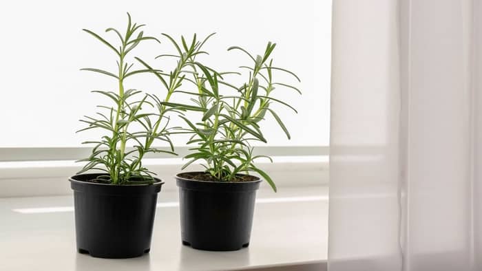  benefits of rosemary plant indoors