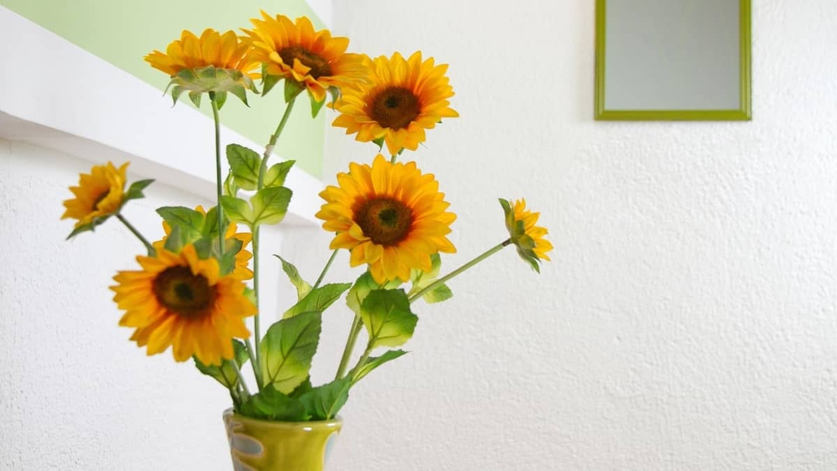best way to grow sunflowers indoors