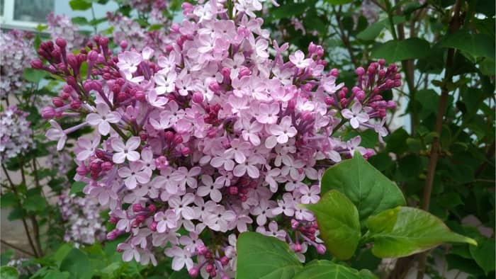  can you grow lilac indoors