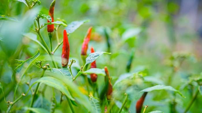  can you grow ornamental peppers indoors