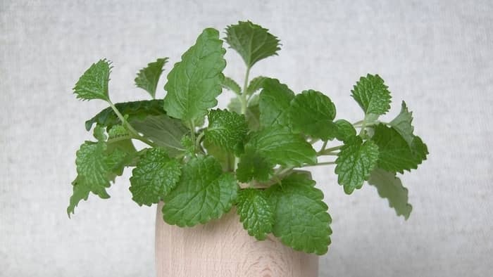  easy herbs to grow from seed indoors