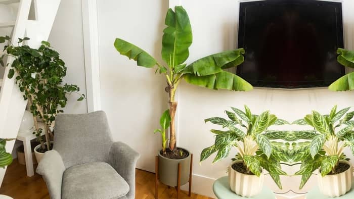 full grown dwarf banana tree