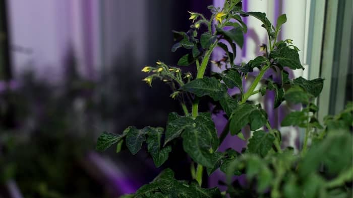  grow lights for tomatoes