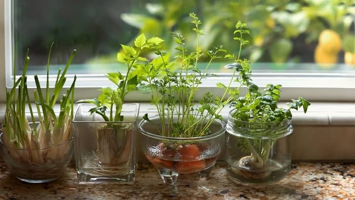  growing vegetable plants from seeds indoors