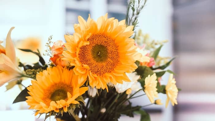  how to care for sunflowers