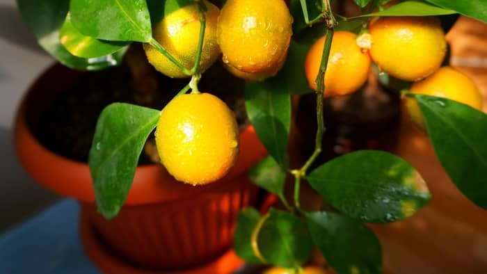  how to grow mandarins from seed