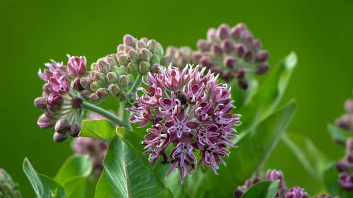  how to grow milkweed indoors