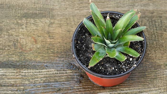  how to plant a pineapple top