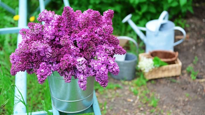  how to plant lilacs