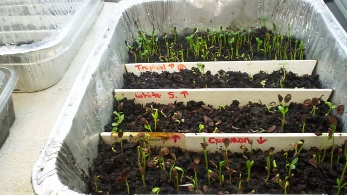  how to plant milkweed seeds