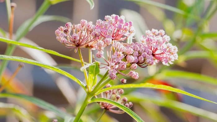  how to propagate milkweed seeds