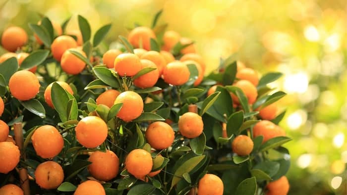  mandarin orange tree
