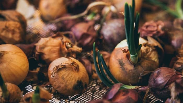  onion seeds for planting