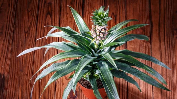  pineapple plant care