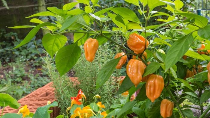  when to pick habaneros
