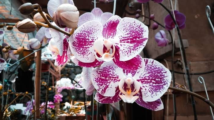  Are moth orchids easy to grow?