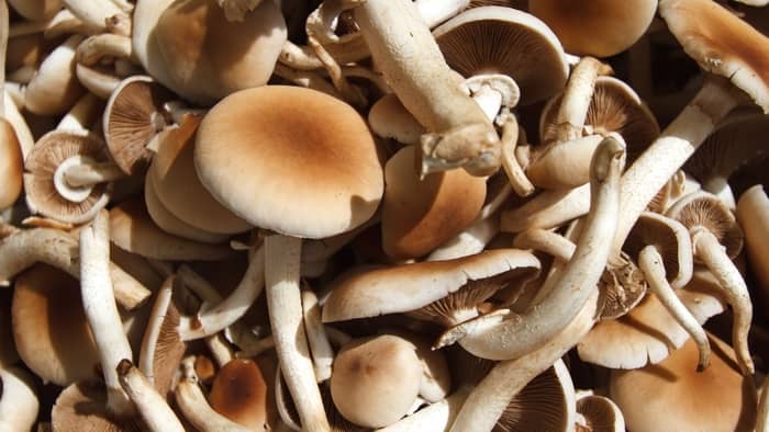  Are portobello mushrooms easy to grow?