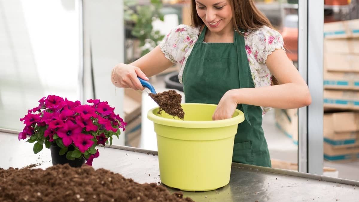 Can You Grow Petunias Indoors