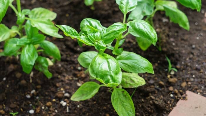  Can basil survive winter indoors?