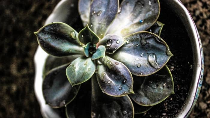 Can succulents live inside without sunlight?