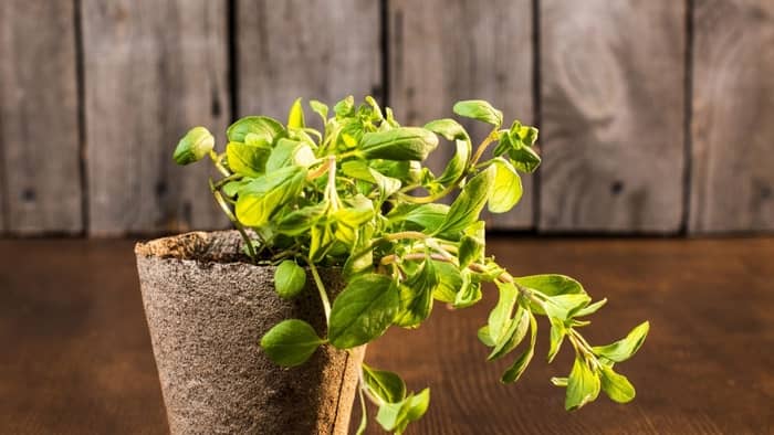  Can you grow oregano indoors year-round?