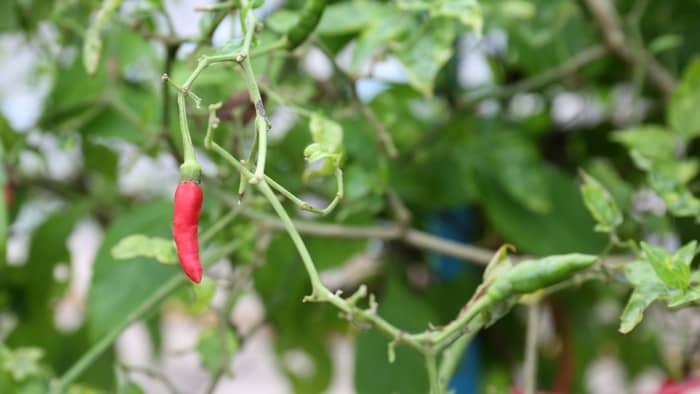  Do Thai chili plants need full sun?