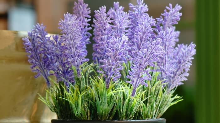  Does lavender go dormant in winter?