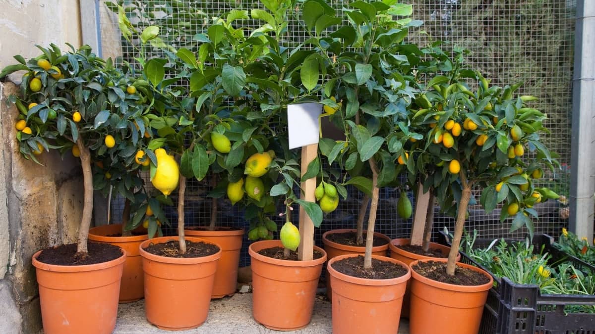 Growing A Lemon Tree From Seed Indoors