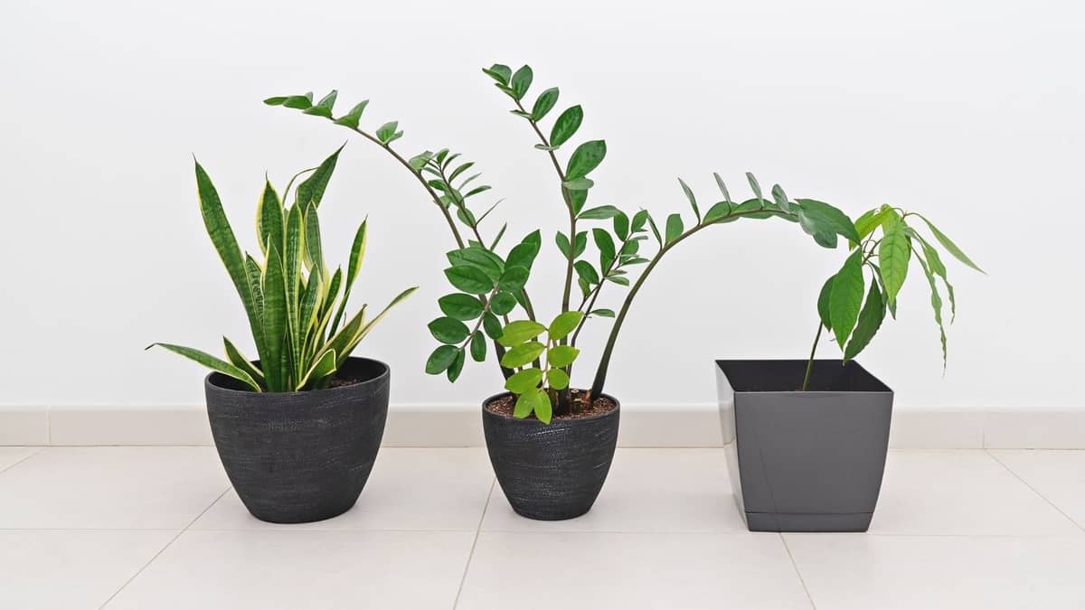 How Long To Grow Pot Indoors